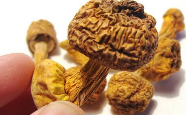 巴西菇、姬鬆茸烘幹機-怎樣烘幹色澤好且菇體褶片完整？