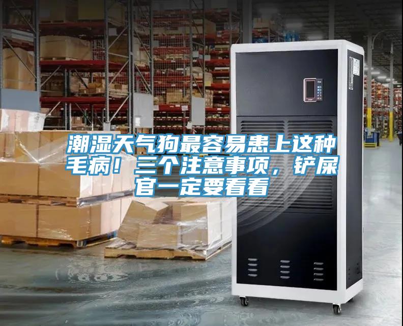 潮濕天氣狗最容易患上這種毛病！三個注意事項，鏟屎官一定要看看