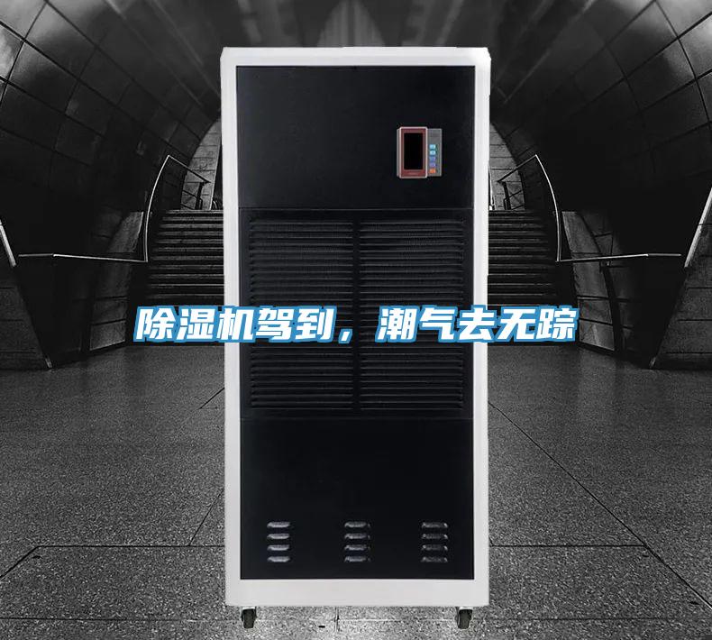 蘑菇视频网站駕到，潮氣去無蹤