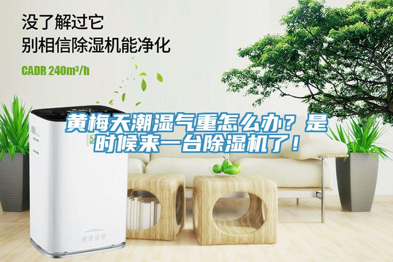 黃梅天潮濕氣重怎麽辦？是時候來一台蘑菇视频网站了！