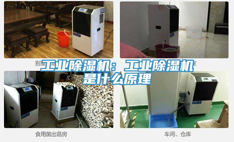 工業蘑菇视频网站：工業蘑菇视频网站是什麽原理