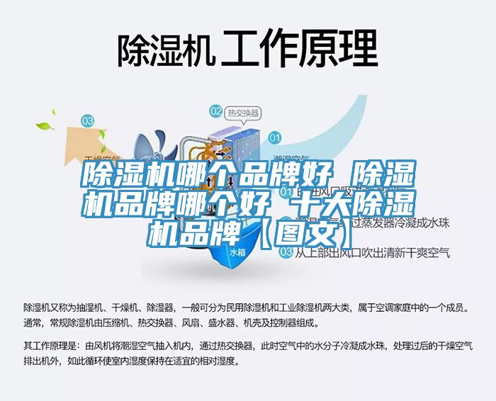 蘑菇视频网站哪個品牌好 蘑菇视频网站品牌哪個好 十大蘑菇视频网站品牌【圖文】
